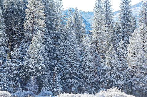 Scenic snow-covered forest in winter season. Good for Christmas background.