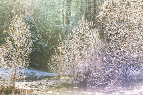 Snow covered trees in the winter forest