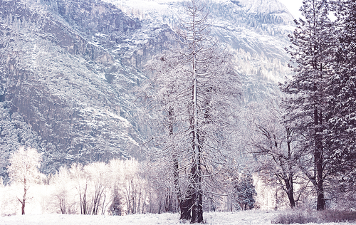 Scenic snow-covered forest in winter season. Good for Christmas background.