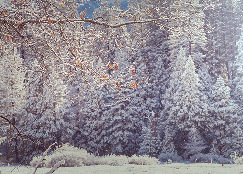 Scenic snow-covered forest in winter season. Good for Christmas background.