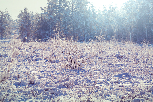 Frozen late autumn meadow close up. Winter background.