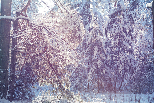 Scenic snow-covered forest in winter season. Good for Christmas background.