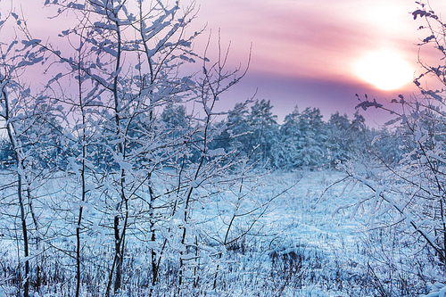 Scenic snow-covered forest in winter season. Good for Christmas background.