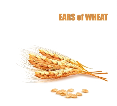 Ears of wheat. Vector illustration.