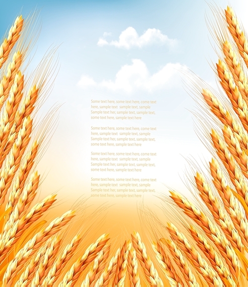 Ears of wheat background. Vector illustration.