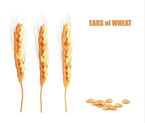 Ears of wheat. Vector illustration.