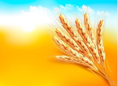 Ears of wheat. Vector illustration