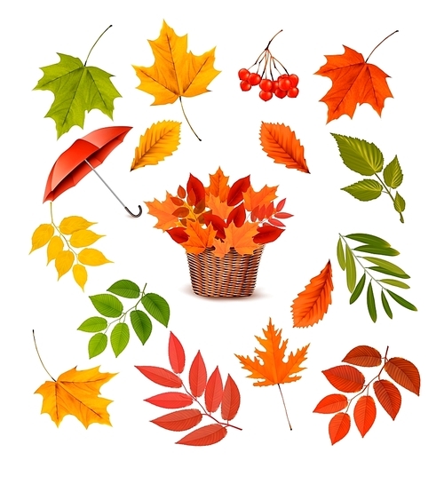 Set of colorful autumn leaves and objects. Vector illustration.