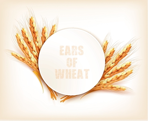 Ears of wheat. Vector illustration.