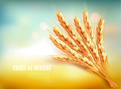 Ears of wheat. Vector illustration.