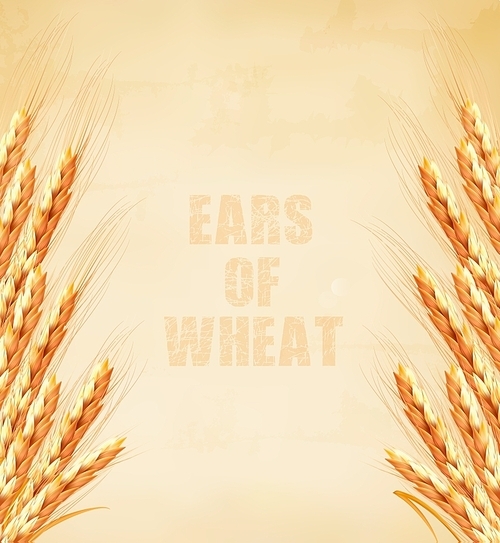 Ears of wheat on old paper background. Vector illustration.