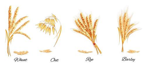 Ears of wheat, oat, rye and barley. Vector illustration.