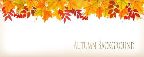 Panorama Fall Autumn Colorful Leaves Background. Vector.