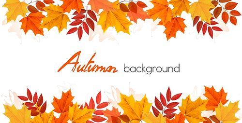 Fall Autumn Colorful Leaves Background. Vector.