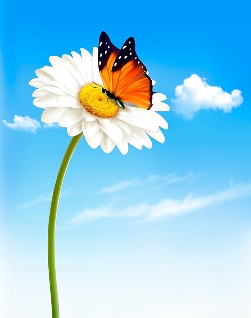 Nature spring daisy flower with butterfly. Vector illustration