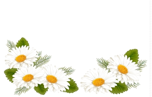 Nature background with white beautiful flowers. Vector illustration