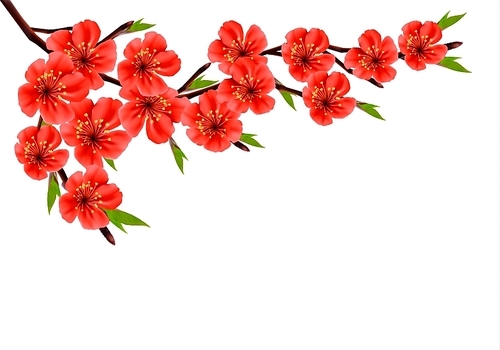 Spring background with blossom brunch of red flowers. Vector