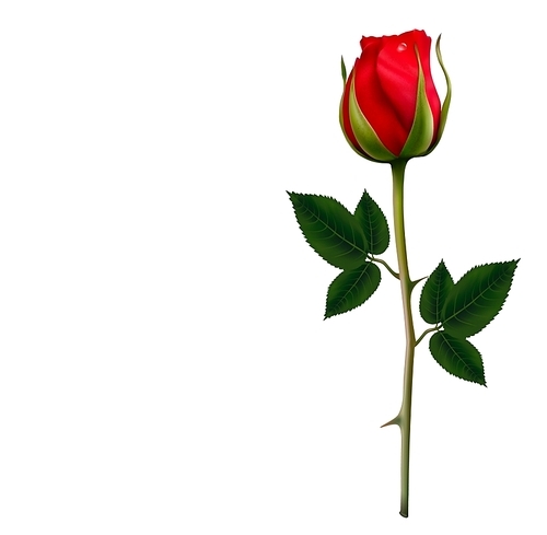 Flower background with a beautiful red rose. Vector.