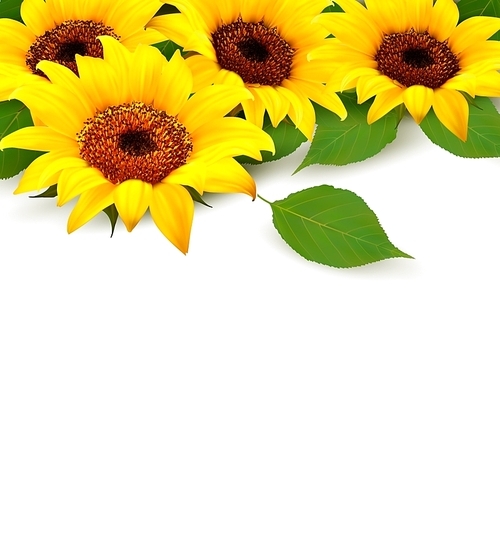 Sunflowers Background With Sunflower And Leaves. Vector.