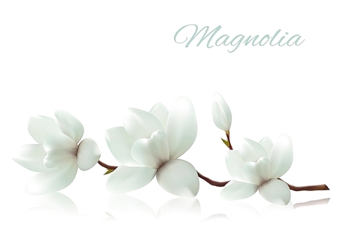 Flower background with blossom branch of white magnolia. Vector