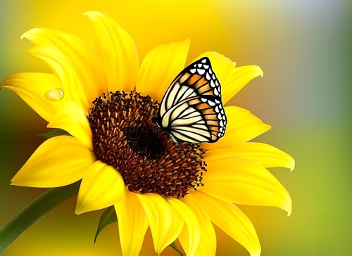 Yellow sunflower with a butterfly. Vector.