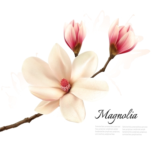 Beautiful magnolia flower background. Vector.