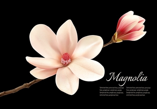 beautiful white magnolia flower isolated on a black . vector.