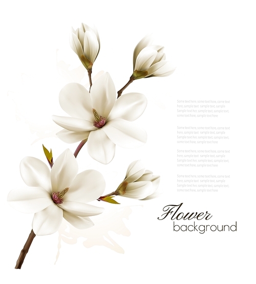 Spring background with blossom brunch of white magnolia. Vector