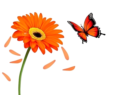 Nature summer orange flower with butterfly. Vector illustration.