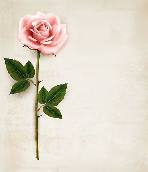 Single pink rose on an old paper background. Vector.