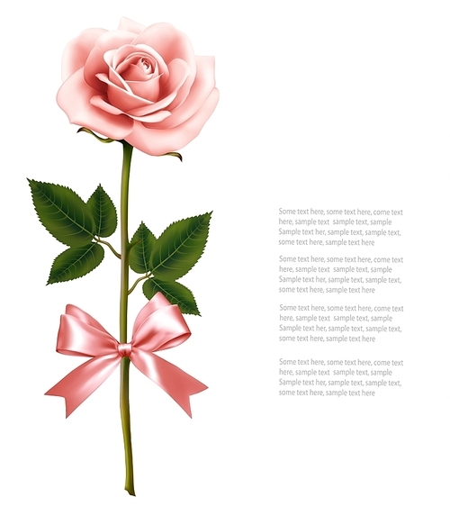 Single pink rose with bow isolated on white . Vector.