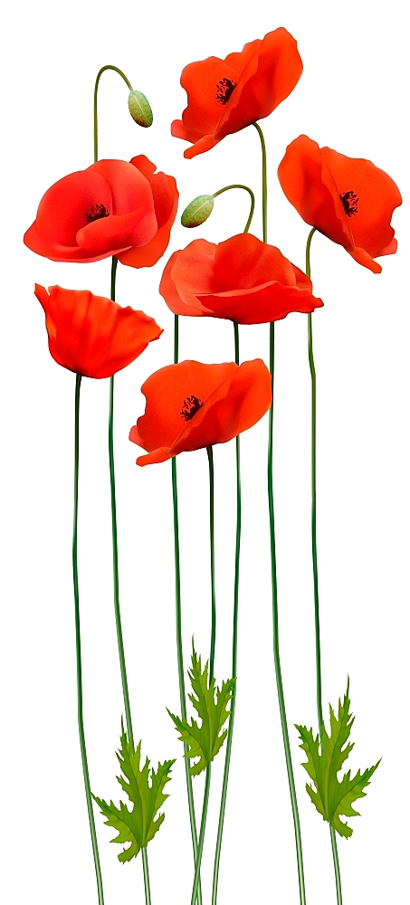 Bunch of poppies. Flower background. Vector.