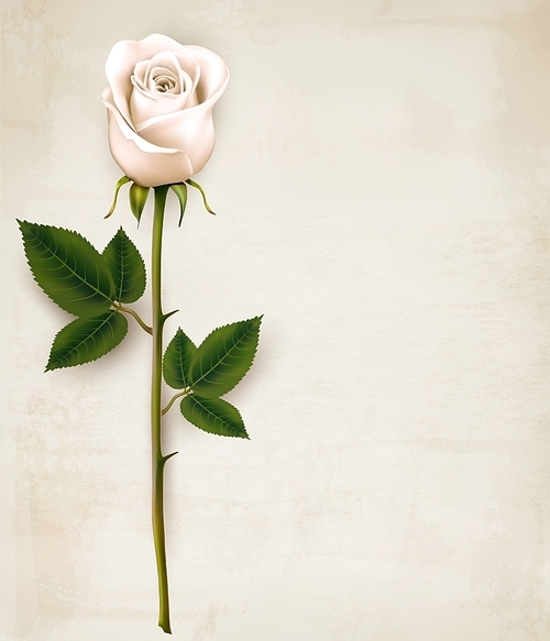 White rose on paper background. Vector.