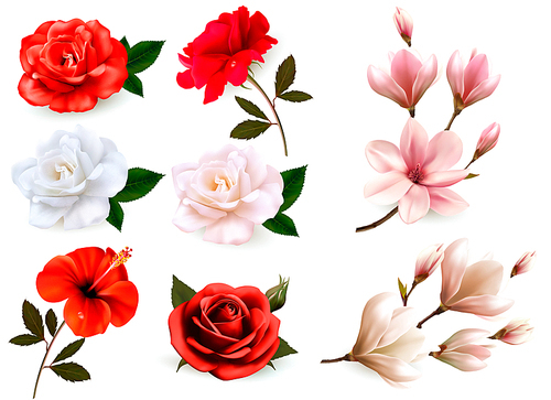 Set of a beautiful flowers isolated on a white . Vector.