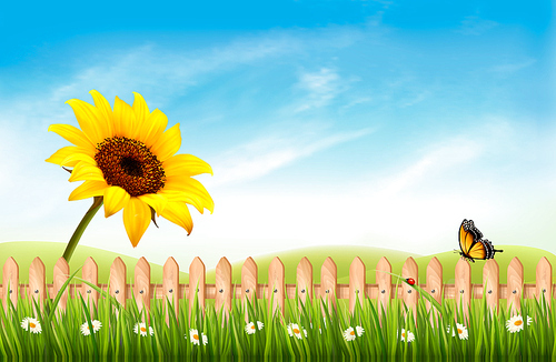 Summer nature landscape background with sunflower and blue sky. Vector.