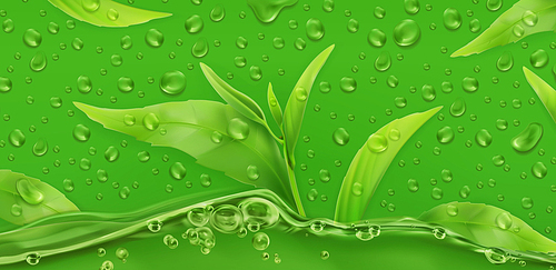 Drops. Green tea. 3d realistic vector
