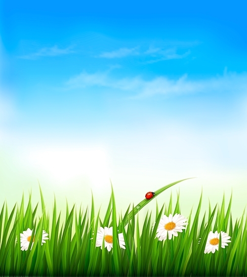 Spring background with sky, flowers, grass and a ladybug. Vector.