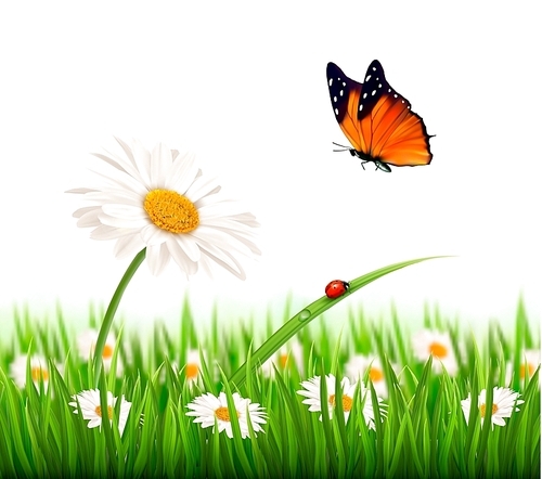 Nature summer daisy flower with butterfly. Vector illustration.