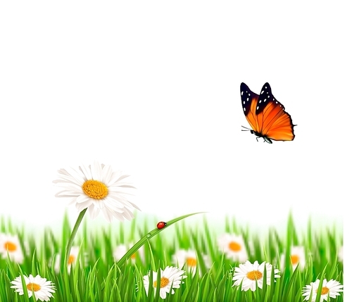 Nature summer daisy flowers with butterfly. Vector illustration.