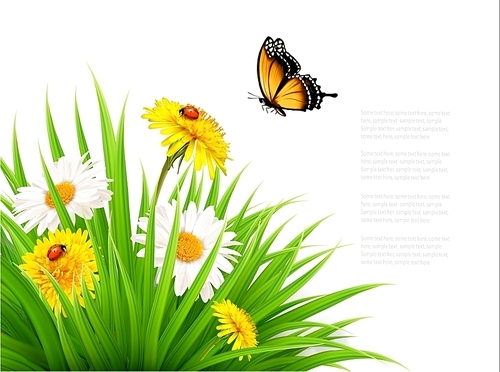 Nature summer background with daisy flower with butterfly. Vector illustration.