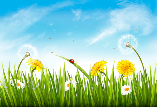 Nature background with green grass, flowers and a butterfly. Vector.