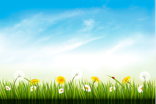 Nature background with dandelions. and daisies. Vector.