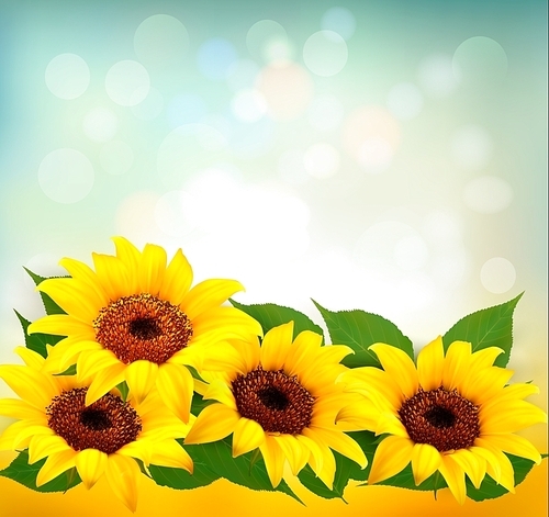 Sunflowers Background With Sunflower And Leaves. Vector.