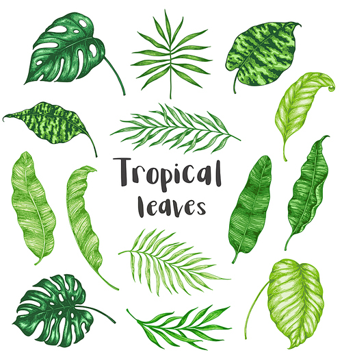 Set of green tropical palm leaves on a white background. Hand drawn vector illustration. Vintage style
