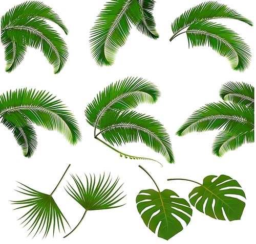 Set of palm leaves isolated on white . Vector illustration.