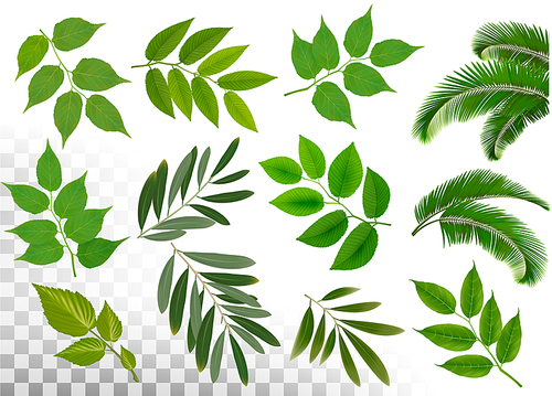 Big collection of braches with leaves on transparen background. Vector.
