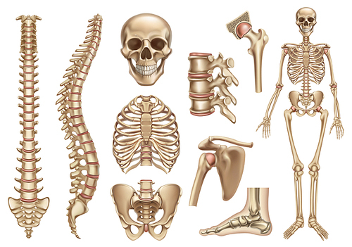 Human skeleton structure. Skull, spine, rib cage, pelvis, joints. Anatomy and medicine, 3d vector icon set
