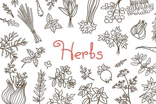 Background with various herbs used in cooking and inscription for the design of menus, recipes and packaging products. Vector illustration.