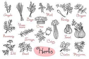 Set drawings of herbs used in cooking for design menus, recipes and packages product. Vector Illustration.