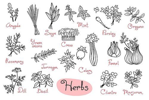 Set drawings of herbs used in cooking for design menus, recipes and packages product. Vector Illustration.